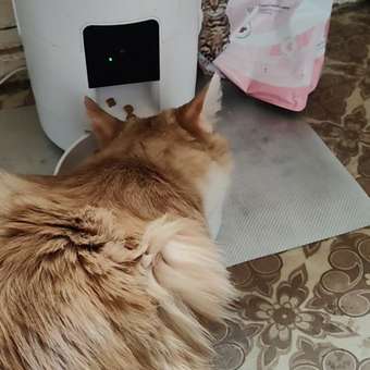 Корм сухой для котят ROYAL CANIN Sterilised 2кг стерилизованных: отзыв пользователя. Зоомагазин Зоозавр