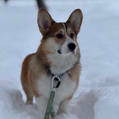 Фото отзыва 11013298