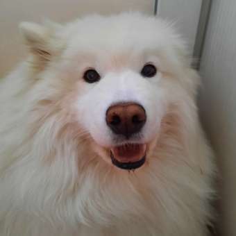 Гель зубной гель для кошек и собак Cliny 75мл 53260: отзыв пользователя. Зоомагазин Зоозавр