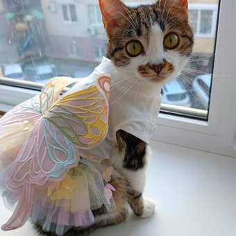 Платье для собак и кошек Зоозавр: отзыв пользователя. Зоомагазин Зоозавр