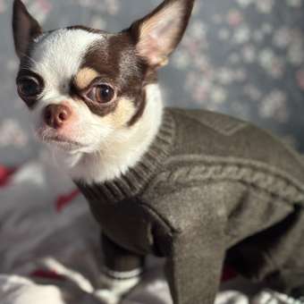 Комбинезон для собак и кошек Зоозавр: отзыв пользователя. Зоомагазин Зоозавр