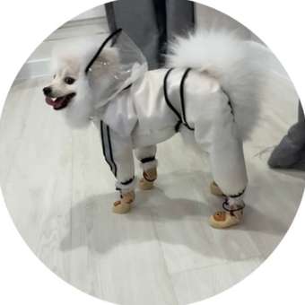 Дождевик для собак и кошек Зоозавр: отзыв пользователя. Зоомагазин Зоозавр