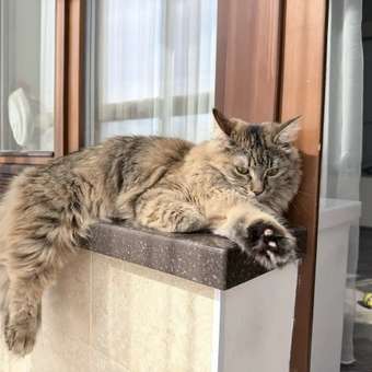 Корм для кошек ROYAL CANIN Light Weight Care для контроля набора веса 85г: отзыв пользователя. Зоомагазин Зоозавр