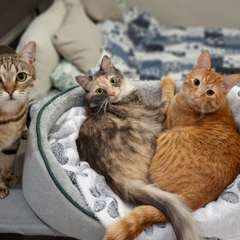 Фото отзыва 11085093