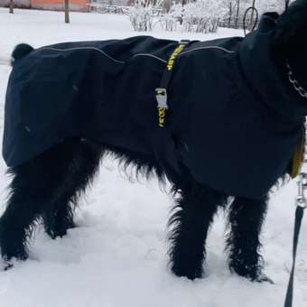 Жилет для собак Зоозавр: отзыв пользователя. Зоомагазин Зоозавр