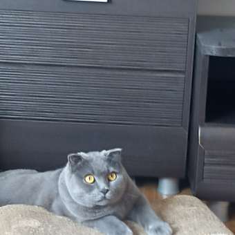 Корм сухой для кошек ROYAL CANIN Fit 32 400г: отзыв пользователя. Зоомагазин Зоозавр