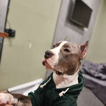 Толстовка для собак и кошек Зоозавр: отзыв пользователя. Зоомагазин Зоозавр