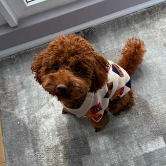 Джемпер для собак и кошек Зоозавр: отзыв пользователя. Зоомагазин Зоозавр