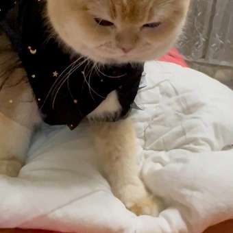 Игрушка для кошек Barbaks Мышь поющая с кошачьей мятой 18см: отзыв пользователя. Зоомагазин Зоозавр