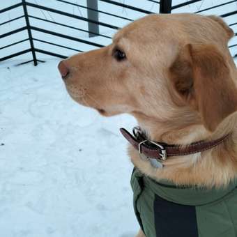 Жилет для собак Zoozavr хаки 55: отзыв пользователя. Зоомагазин Зоозавр