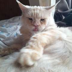 Фото отзыва 10908000