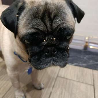 Корм для собак Brit для всех пород с говядиной и печенью консервированный 850г: отзыв пользователя. Зоомагазин Зоозавр