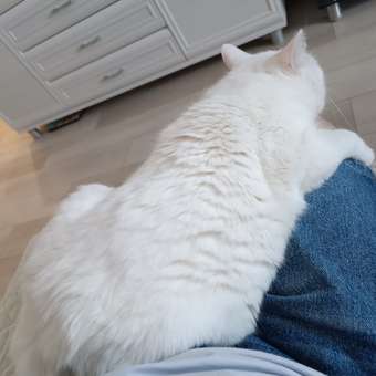 Корм сухой для кошек ROYAL CANIN Fit 32 400г: отзыв пользователя. Зоомагазин Зоозавр