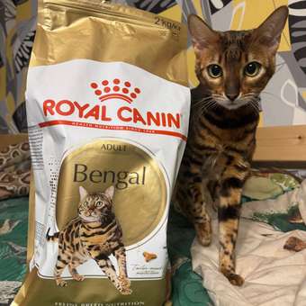 Корм сухой для кошек ROYAL CANIN 2кг Бенгальских: отзыв пользователя. Зоомагазин Зоозавр