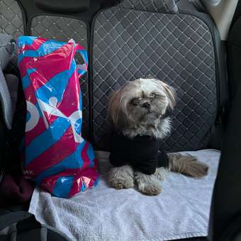 Комбинезон для собак Зоозавр: отзыв пользователя. Зоомагазин Зоозавр