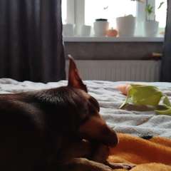 Видео отзыва 11007528