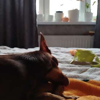 Игрушка для собак Barbaks Кость-бекон с ароматом бекона из термопластичной резины и пластика 14*4см: отзыв пользователя. Зоомагазин Зоозавр