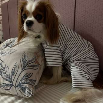 Комбинезон для собак и кошек Зоозавр: отзыв пользователя. Зоомагазин Зоозавр