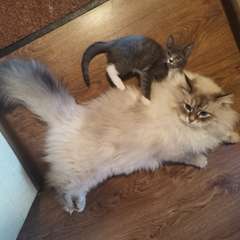 Фото отзыва 11038798