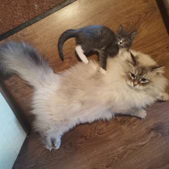 Корм влажный для котят PRO PLAN HEALTHY START 85г с индейкой в соусе: отзыв пользователя. Зоомагазин Зоозавр