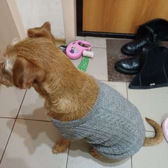 Джемпер для собак и кошек Зоозавр: отзыв пользователя. Зоомагазин Зоозавр