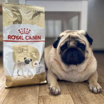 Корм для собак ROYAL CANIN породы мопс 1.5кг: отзыв пользователя. Зоомагазин Зоозавр