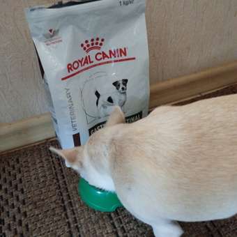 Корм для собак ROYAL CANIN Gastrointestinal low fat мелких пород 1кг: отзыв пользователя. Зоомагазин Зоозавр