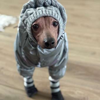 Шапка для собак и кошек Зоозавр: отзыв пользователя. Зоомагазин Зоозавр