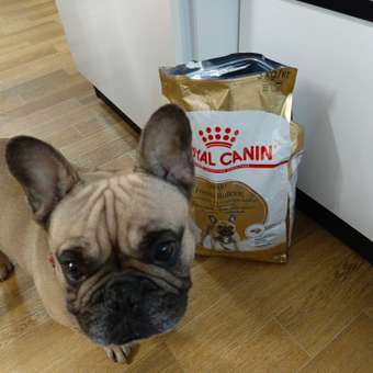 Корм для собак ROYAL CANIN породы французский бульдог 3кг: отзыв пользователя. Зоомагазин Зоозавр