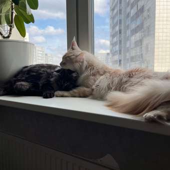 Корм для кошек ROYAL CANIN Hypoallergenic при пищевой аллергии 2кг: отзыв пользователя. Зоомагазин Зоозавр