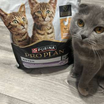 Корм сухой для котят PRO PLAN HEALTHY START 3 кг с курицей: отзыв пользователя. Зоомагазин Зоозавр