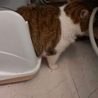 Туалет для кошек HOMECAT закрытый с дверцей Бежево-серый 50х38х37см: отзыв пользователя. Зоомагазин Зоозавр