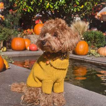 Свитер для собак и кошек Зоозавр: отзыв пользователя. Зоомагазин Зоозавр