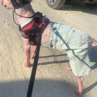 Кепка для собак Зоозавр: отзыв пользователя. Зоомагазин Зоозавр